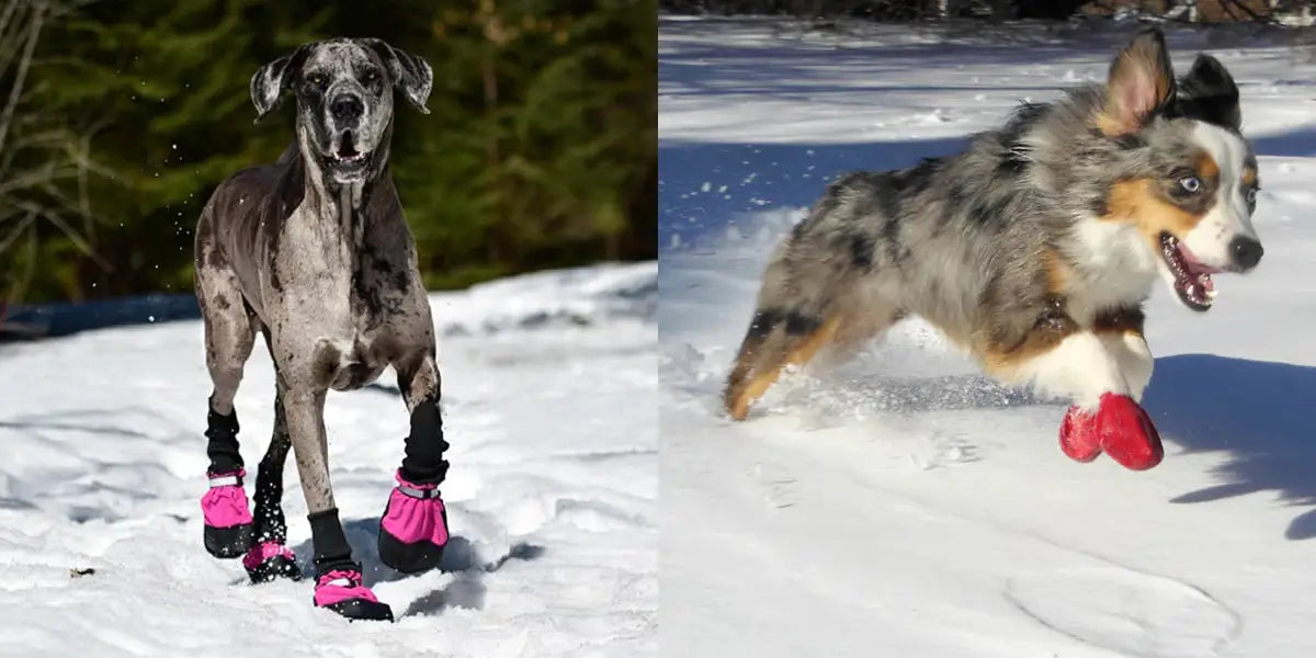 Pet Boots