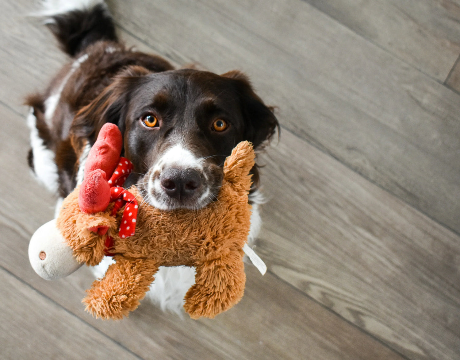 Pet Toys