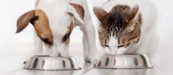 Pet Bowls & Feeding